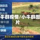 小牛群疫情/小牛群图片