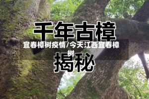 宜春樟树疫情/今天江西宜春樟树