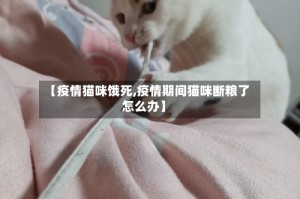 【疫情猫咪饿死,疫情期间猫咪断粮了怎么办】
