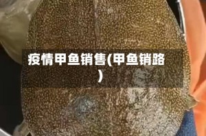 疫情甲鱼销售(甲鱼销路)