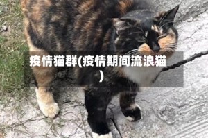 疫情猫群(疫情期间流浪猫)