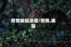 疫情蝙蝠造谣/疫情,蝙蝠