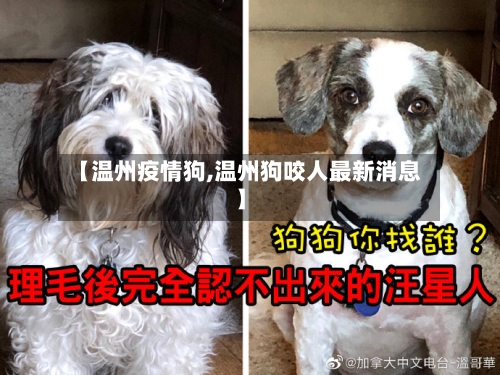 【温州疫情狗,温州狗咬人最新消息】-第1张图片