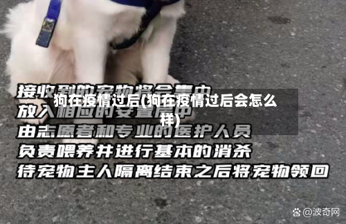 狗在疫情过后(狗在疫情过后会怎么样)-第1张图片