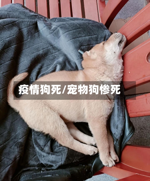 疫情狗死/宠物狗惨死-第1张图片