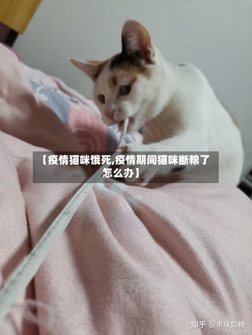 【疫情猫咪饿死,疫情期间猫咪断粮了怎么办】-第1张图片