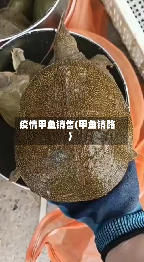 疫情甲鱼销售(甲鱼销路)-第1张图片