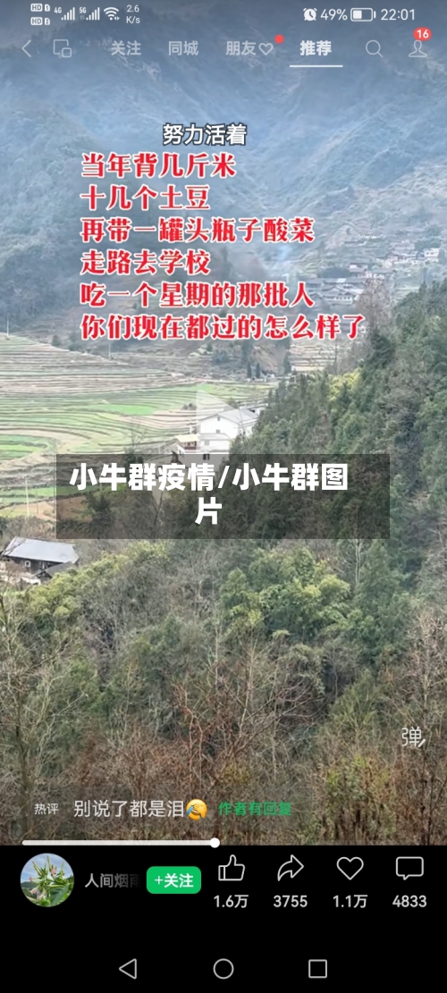 小牛群疫情/小牛群图片-第3张图片
